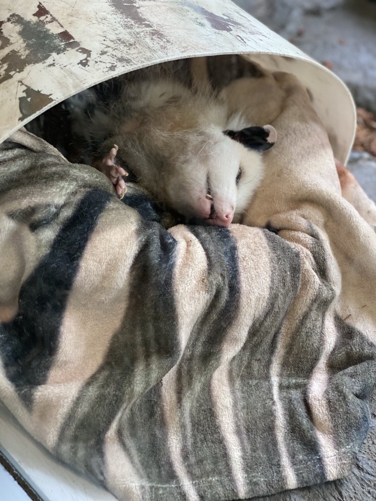 Extra small opossum